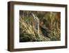 African Rock Python-Paul Souders-Framed Photographic Print