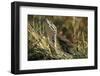 African Rock Python-Paul Souders-Framed Photographic Print
