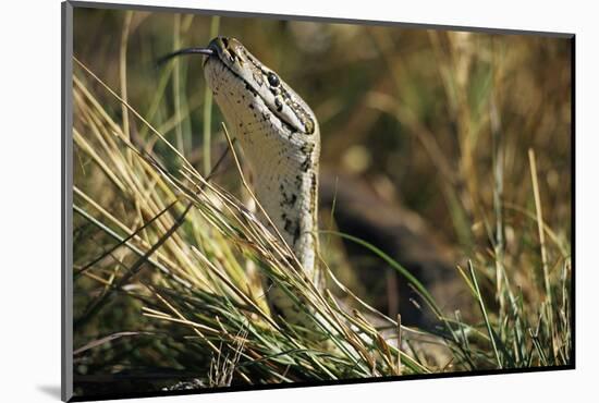 African Rock Python-Paul Souders-Mounted Photographic Print