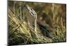 African Rock Python-Paul Souders-Mounted Photographic Print