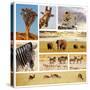 African Safari Collage-Andrushko Galyna-Stretched Canvas
