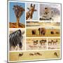 African Safari Collage-Andrushko Galyna-Mounted Photographic Print