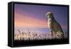 African Safari Concept Image of Cheetah Looking out over Savannnah with Beautiful Sunset Sky-Veneratio-Framed Stretched Canvas