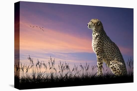 African Safari Concept Image of Cheetah Looking out over Savannnah with Beautiful Sunset Sky-Veneratio-Stretched Canvas
