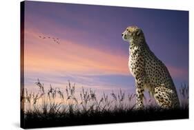 African Safari Concept Image of Cheetah Looking out over Savannnah with Beautiful Sunset Sky-Veneratio-Stretched Canvas