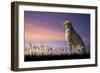 African Safari Concept Image of Cheetah Looking out over Savannnah with Beautiful Sunset Sky-Veneratio-Framed Photographic Print