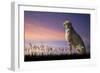 African Safari Concept Image of Cheetah Looking out over Savannnah with Beautiful Sunset Sky-Veneratio-Framed Photographic Print