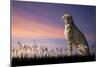 African Safari Concept Image of Cheetah Looking out over Savannnah with Beautiful Sunset Sky-Veneratio-Mounted Photographic Print