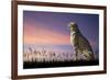 African Safari Concept Image of Cheetah Looking out over Savannnah with Beautiful Sunset Sky-Veneratio-Framed Photographic Print