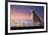 African Safari Concept Image of Cheetah Looking out over Savannnah with Beautiful Sunset Sky-Veneratio-Framed Photographic Print