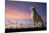 African Safari Concept Image of Cheetah Looking out over Savannnah with Beautiful Sunset Sky-Veneratio-Mounted Photographic Print