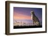 African Safari Concept Image of Cheetah Looking out over Savannnah with Beautiful Sunset Sky-Veneratio-Framed Photographic Print