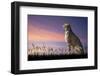 African Safari Concept Image of Cheetah Looking out over Savannnah with Beautiful Sunset Sky-Veneratio-Framed Photographic Print