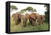 African Savanna Elephant Herd-null-Framed Stretched Canvas