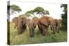 African Savanna Elephant Herd-null-Stretched Canvas