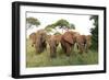 African Savanna Elephant Herd-null-Framed Premium Photographic Print