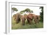 African Savanna Elephant Herd-null-Framed Premium Photographic Print