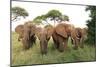 African Savanna Elephant Herd-null-Mounted Premium Photographic Print