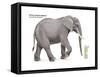 African Savanna Elephant (Loxodonta Africana), Mammals-Encyclopaedia Britannica-Framed Stretched Canvas