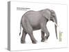 African Savanna Elephant (Loxodonta Africana), Mammals-Encyclopaedia Britannica-Stretched Canvas