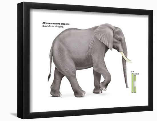 African Savanna Elephant (Loxodonta Africana), Mammals-Encyclopaedia Britannica-Framed Poster