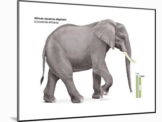 African Savanna Elephant (Loxodonta Africana), Mammals-Encyclopaedia Britannica-Mounted Poster