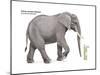 African Savanna Elephant (Loxodonta Africana), Mammals-Encyclopaedia Britannica-Mounted Poster