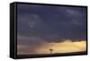 African Savannah Heavy Clouds and Moody Sky-null-Framed Stretched Canvas