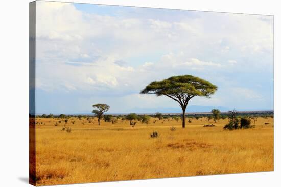 African Savannah Landscape-AndyCandy-Stretched Canvas