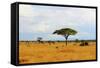 African Savannah Landscape-AndyCandy-Framed Stretched Canvas