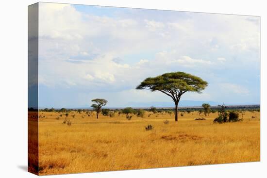 African Savannah Landscape-AndyCandy-Stretched Canvas