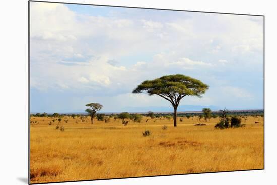 African Savannah Landscape-AndyCandy-Mounted Photographic Print