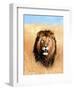 African Savannah Lion-Sarah Stribbling-Framed Art Print