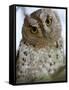 African Scops Owl Perching on a Branch, Tarangire National Park, Tanzania-null-Framed Stretched Canvas