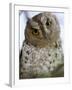 African Scops Owl Perching on a Branch, Tarangire National Park, Tanzania-null-Framed Photographic Print