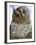 African Scops Owl Perching on a Branch, Tarangire National Park, Tanzania-null-Framed Photographic Print