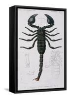 African Scorpion-Francois Le Vaillant-Framed Stretched Canvas