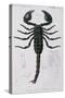 African Scorpion-Francois Le Vaillant-Stretched Canvas