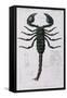 African Scorpion-Francois Le Vaillant-Framed Stretched Canvas