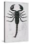 African Scorpion-Francois Le Vaillant-Stretched Canvas