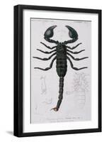 African Scorpion-Francois Le Vaillant-Framed Giclee Print