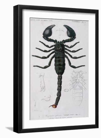 African Scorpion-Francois Le Vaillant-Framed Giclee Print