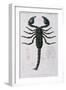 African Scorpion-Francois Le Vaillant-Framed Giclee Print