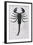 African Scorpion-Francois Le Vaillant-Framed Giclee Print