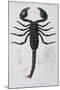 African Scorpion-Francois Le Vaillant-Mounted Giclee Print