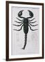 African Scorpion-Francois Le Vaillant-Framed Giclee Print