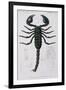 African Scorpion-Francois Le Vaillant-Framed Giclee Print