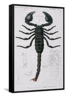 African Scorpion-Francois Le Vaillant-Framed Stretched Canvas