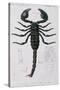 African Scorpion-Francois Le Vaillant-Stretched Canvas