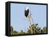 African sea eagle, Isimangaliso Greater St. Lucia Wetland Pk, UNESCO World Heritage, South Africa-Christian Kober-Framed Stretched Canvas